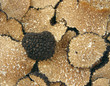 sliced black truffles