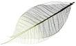 squelette de feuille transparente, fond blanc squelette de feuille transparente, fond blanc
