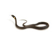 Grass snake Grass snake