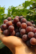 picked grape