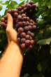 picking grape