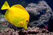 YellowTang01