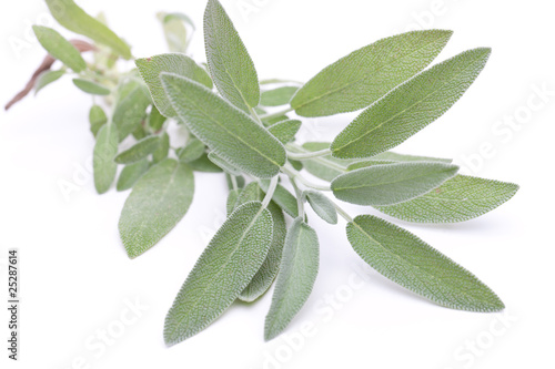 Photo: Salbei (Salvia officinalis) - liegend auf weiß Salbei (Salvia officinalis) - liegend auf weiß