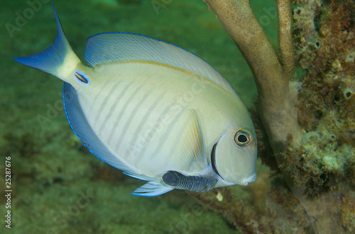 Photo: Doctorfish-Acanthurus chirirgus Doctorfish-Acanthurus chirirgus