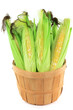 Ears of corn in a bushel. Ears of corn in a bushel.
