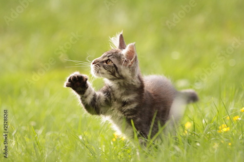 Photo: Maine Coon im Sonnenlicht Maine Coon im Sonnenlicht