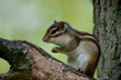 Ecureuil de profil Ecureuil de profil