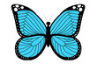 Blue butterfly