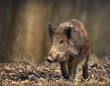 sus scrofa ferus