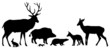 Faune et routes - Espèces