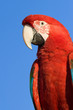 Red Macaw head close-up isolated over blue sky