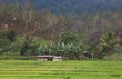 Padi field in Timor Leste Padi field in Timor Leste