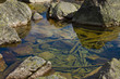 Algal slurry at the top of a stagnant pond Algal slurry at the top of a stagnant pond