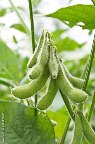 Photo: soy bean plant soy bean plant