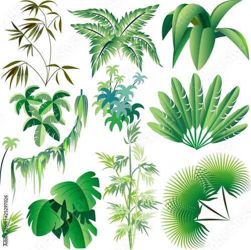 Vector: Piante e Vegetazione Tropicale-Exotic Plants and Trees-Vector Piante e Vegetazione Tropicale-Exotic Plants and Trees-Vector
