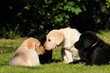 Hundewelpen