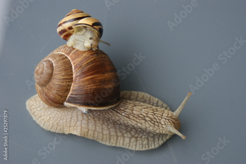 Photo: Weinbergschnecken Weinbergschnecken