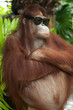 Orang Utan mit Sonnenbrille Orang Utan mit Sonnenbrille