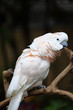 Philippines Manila Zoo Philippines Manila Zoo