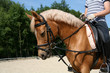 Mädchen mit Reitpferd