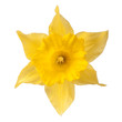 yellow daffodil