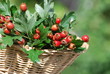 Weißdorne (Crataegus) Beeren Heilpflanze