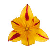 red yellow tulip