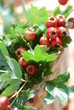 Weißdorne (Crataegus) Beeren Heilpflanze