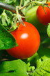 ao_100821_7054_WIP.jpg Tomaten ao_100821_7054_WIP.jpg Tomaten