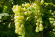 weisse Trauben 8