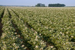 Champ de pommes de terre en fleurs