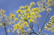 Fenchel