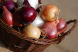Zwiebelernte verschiedene Zwiebeln Allium