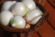 Zwiebelernte verschiedene Zwiebeln Allium