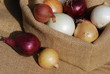 Zwiebelernte verschiedene Zwiebeln Allium