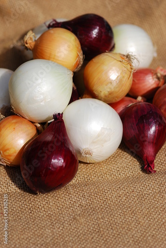 Foto: Zwiebelernte verschiedene Zwiebeln Allium Zwiebelernte verschiedene Zwiebeln Allium