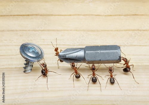 Photo: team of ants carries screwdriver to screw, teamwork team of ants carries screwdriver to screw, teamwork