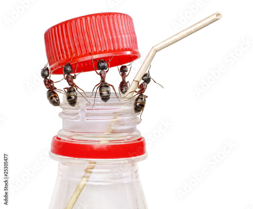 Photo: team of ants opening bottle and inserting pipe, isolated team of ants opening bottle and inserting pipe, isolated