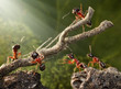 team of ants breaking down rusty tree team of ants breaking down rusty tree