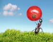 ant carries red currant ant carries red currant