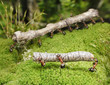 team of ants carries logs team of ants carries logs