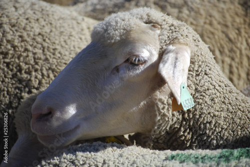 Tete De Mouton