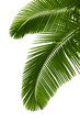 Green palm tree