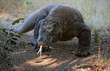 Photo en ligne au meilleur prix Komodo dragon.