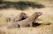 Komodo dragons feast.