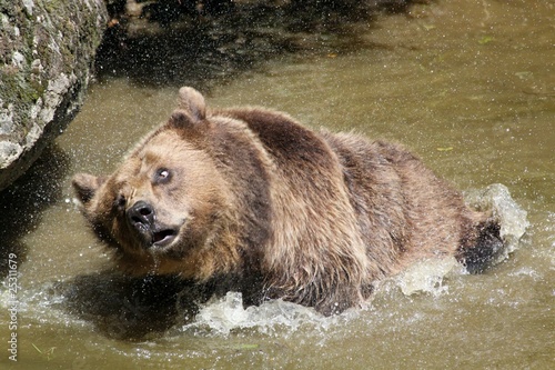 Foto: Badender Bär Badender Bär