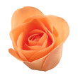 pink rose