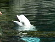 Beluga