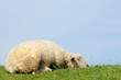 Schlafendes Schaf