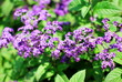 Thymian